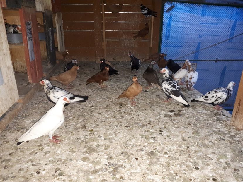 11.07 a - H _ carunculați 2018