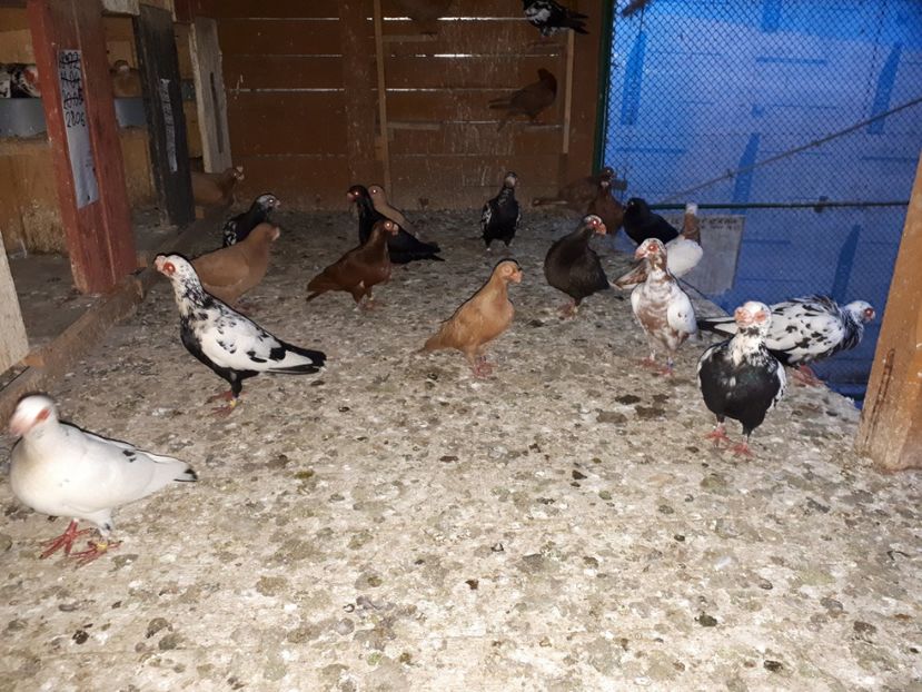 11.07 b - H _ carunculați 2018