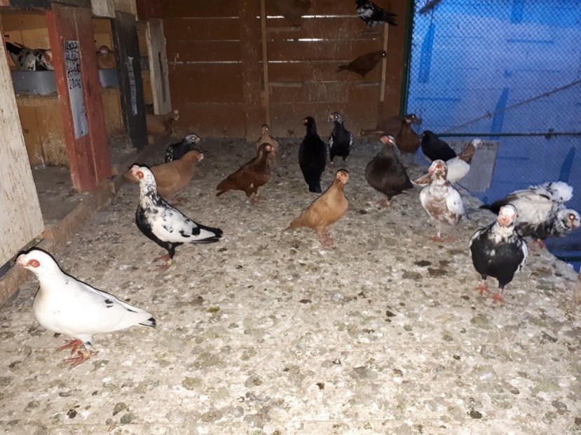 11.07 c - H _ carunculați 2018