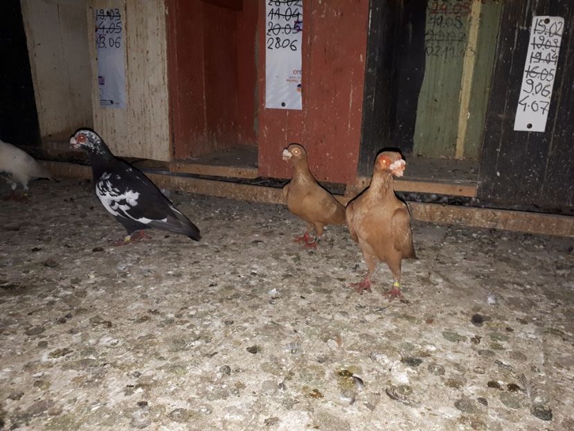 11.07 d - H _ carunculați 2018