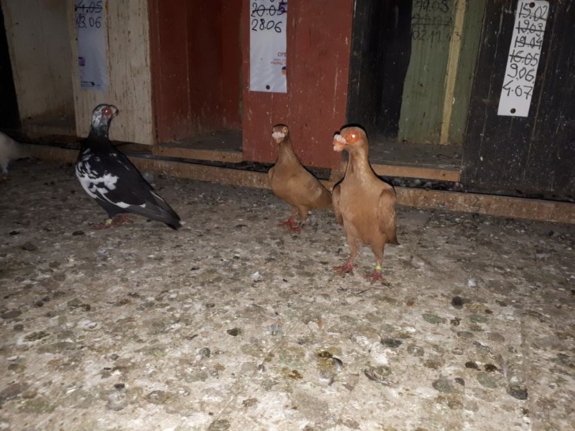 11.07 e - H _ carunculați 2018