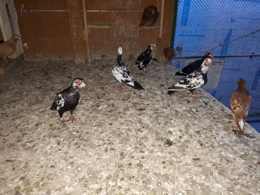 11.07 g - H _ carunculați 2018