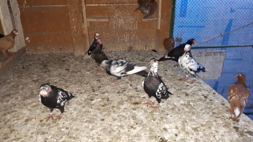 11.07 h - H _ carunculați 2018