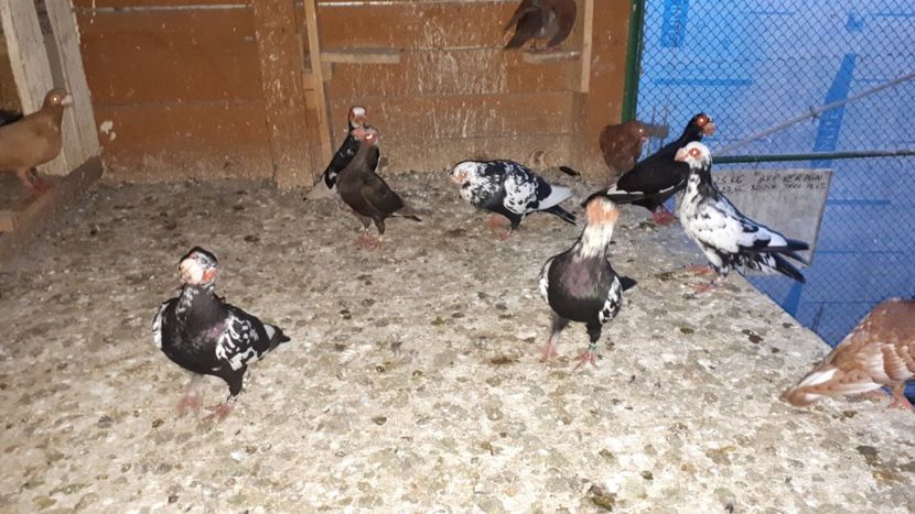 11.07 j - H _ carunculați 2018