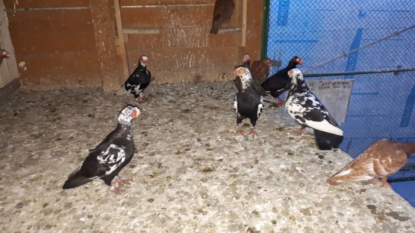 11.07 k - H _ carunculați 2018