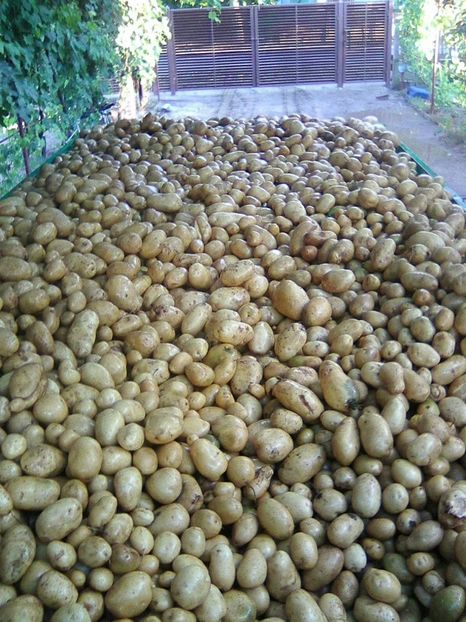 Photo0684 - legumicultura --ocupatia mea