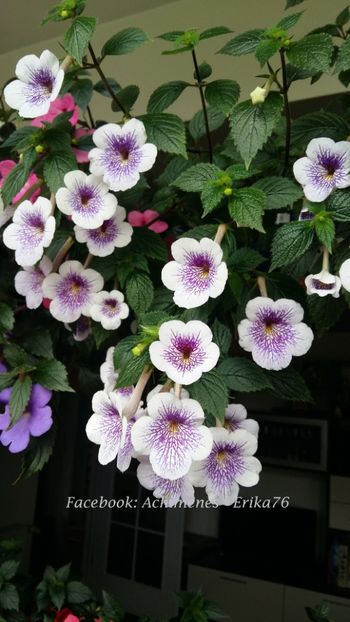  - Ambroise Versaffelt