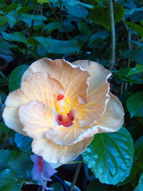  - Hibiscus Suntan