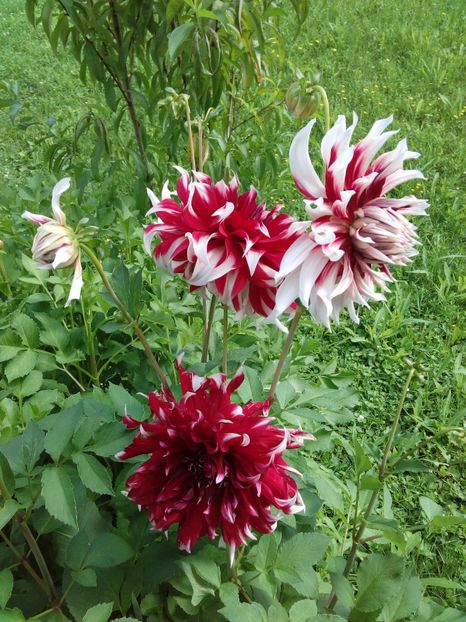  - AAAA_DALII 2015_2017_2018_2019_2020_2023