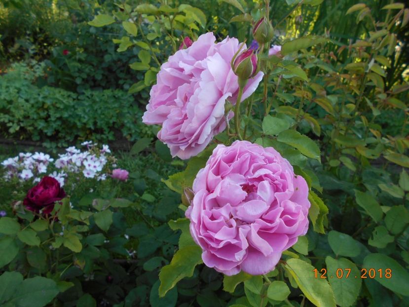 12.07.2018 - Mary Rose