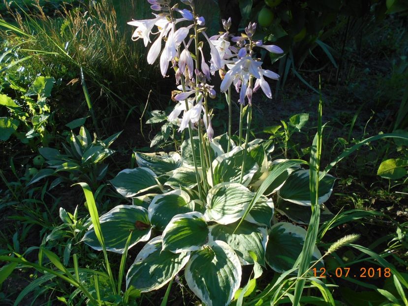 hosta patriot - 3Vara 2018