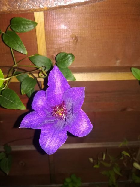  - Clematis