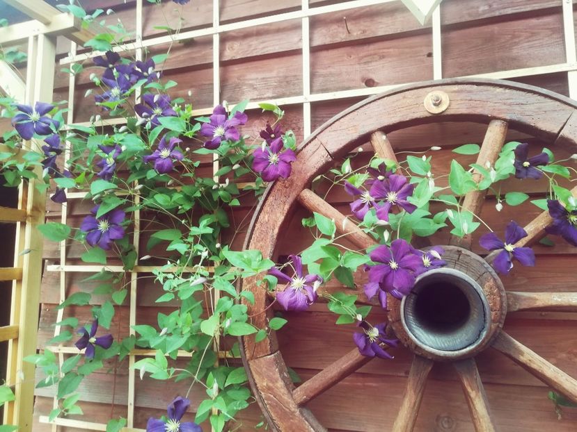  - Clematis