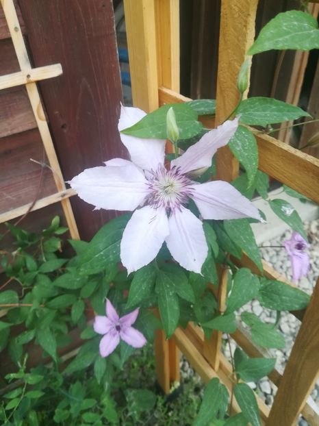  - Clematis