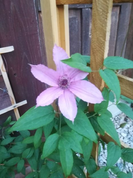  - Clematis