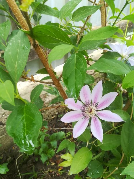  - Clematis