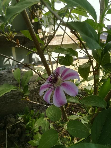  - Clematis