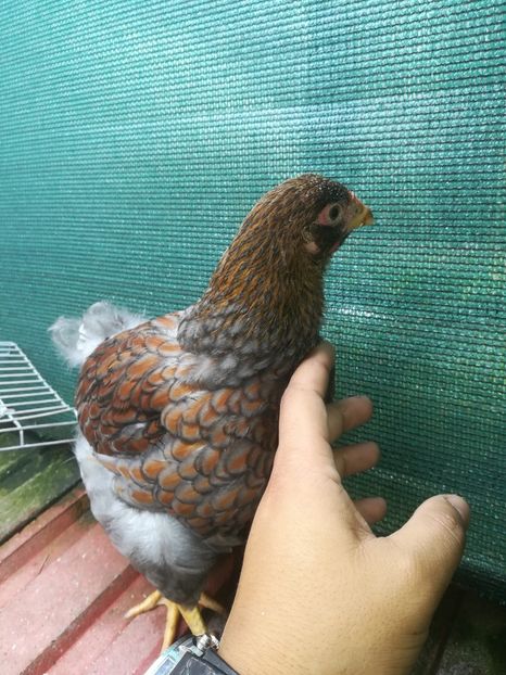  - Wyandotte rosu-albastru talie mare