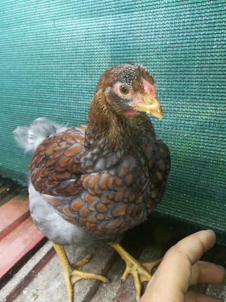  - Wyandotte rosu-albastru talie mare