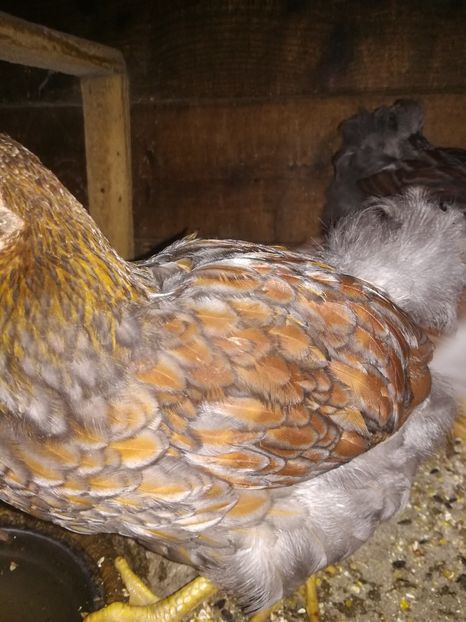  - Wyandotte rosu-albastru talie mare