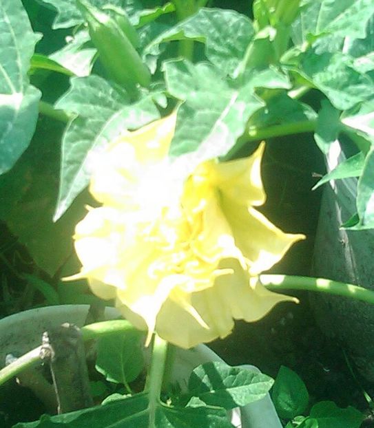  - Flori din grădină 2018