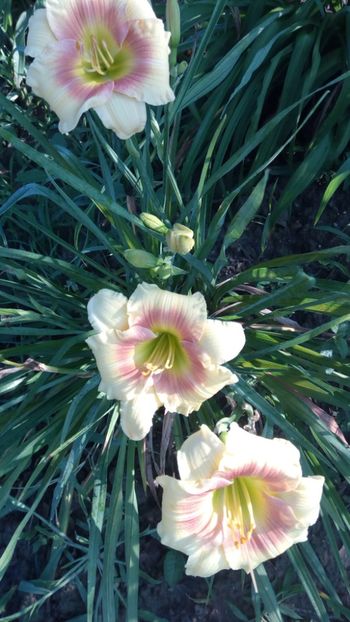 Spits beauty - 2018 Hemerocallisi II