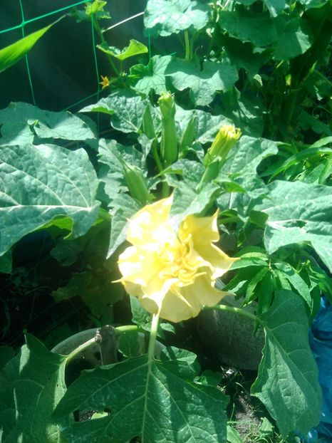  - Datura galben dublă