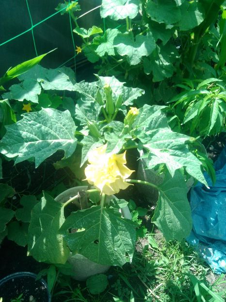  - Datura galben dublă