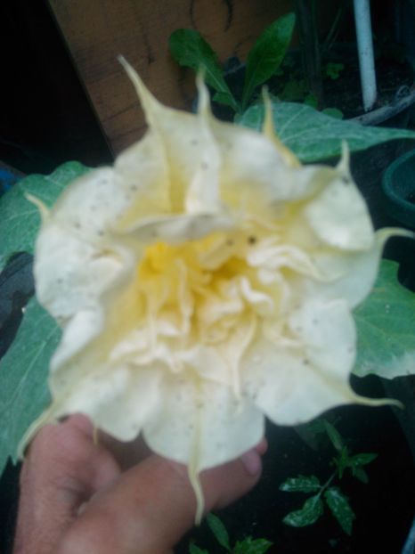  - Datura galben dublă