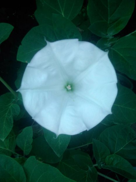  - Datura alb simplu