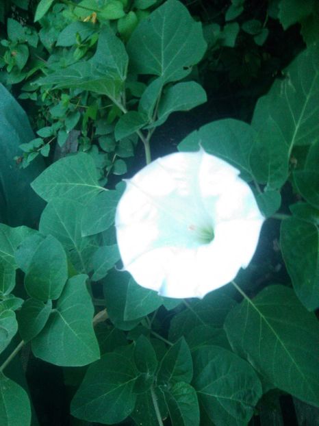  - Datura alb simplu