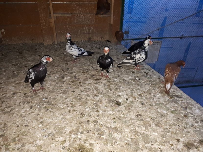 11.07 l - H _ carunculați 2018