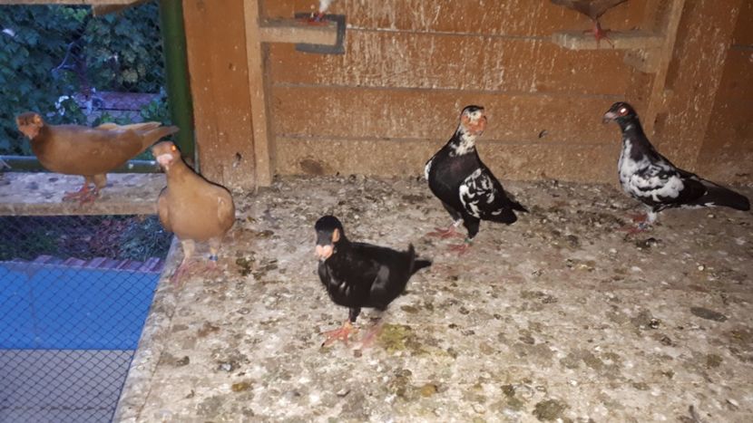 11.07 o - H _ carunculați 2018