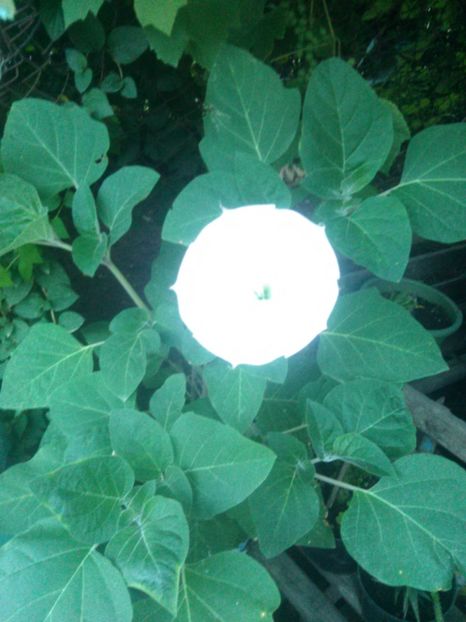  - Datura alb simplu