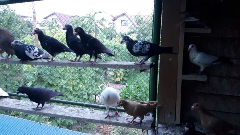 11.07 p - H _ carunculați 2018