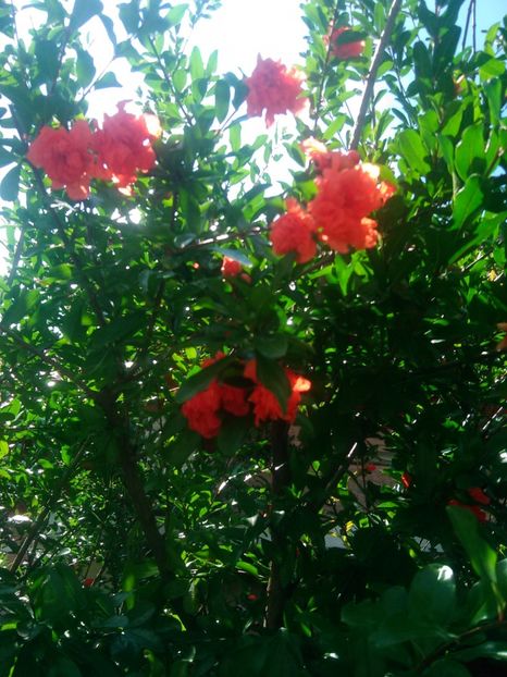  - Flori din grădină 2018