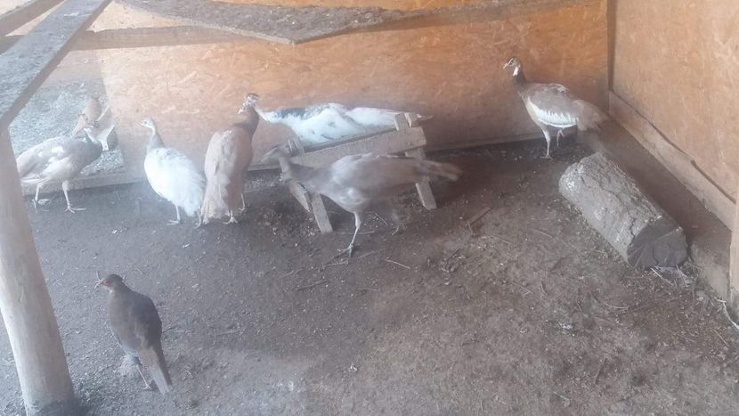 received_123772631815416 - P---PAUNI 2016-2018