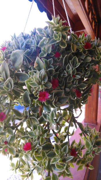  - Florile surori mele !