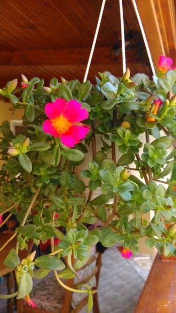  - Florile surori mele !