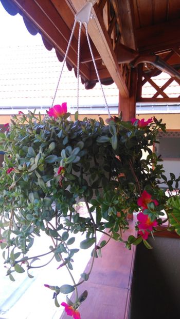  - Florile surori mele !