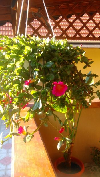  - Florile surori mele !