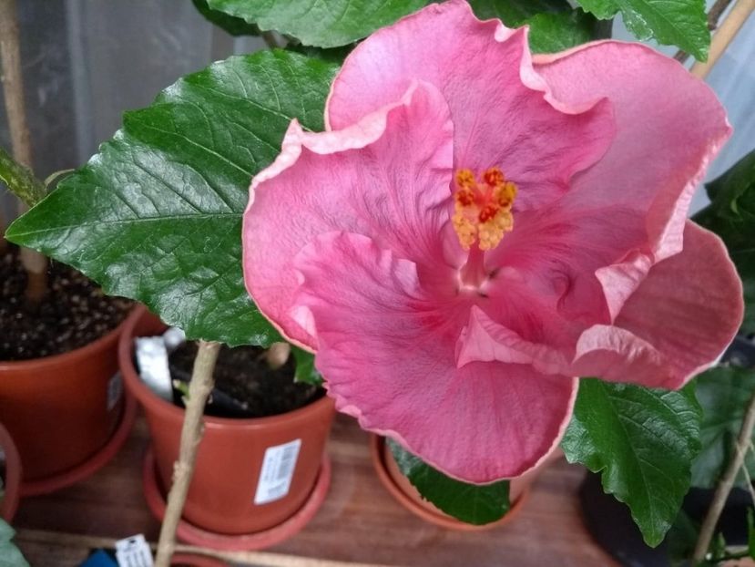  - Tahitian Raspberry Star