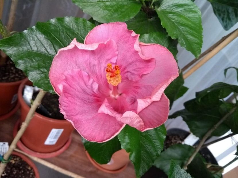  - Tahitian Raspberry Star