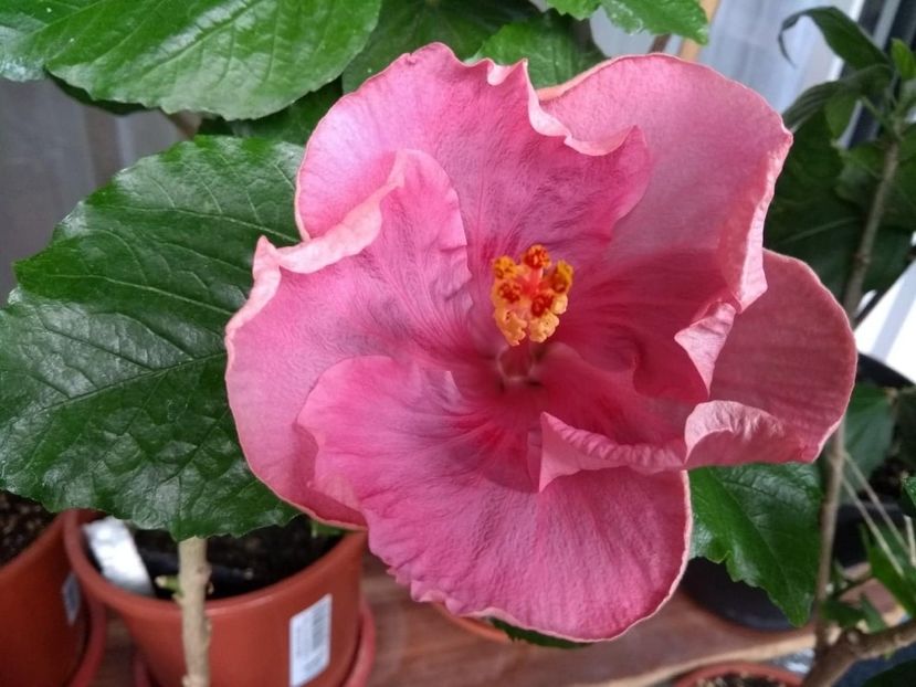  - Tahitian Raspberry Star