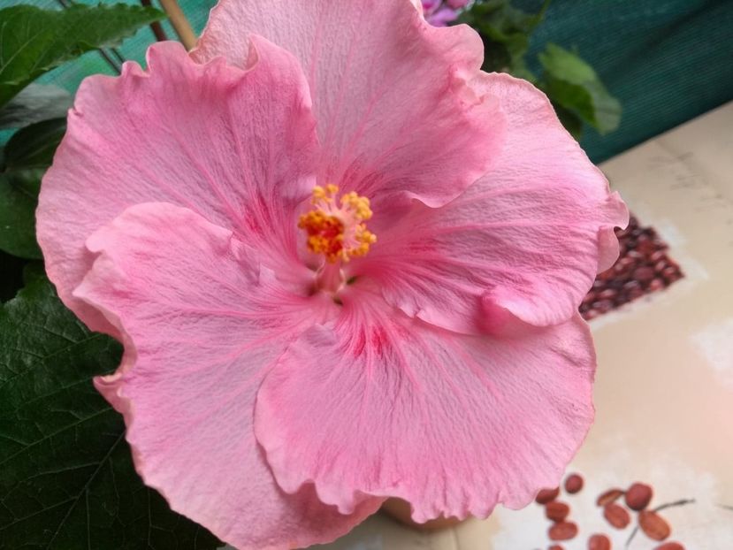  - Tahitian Raspberry Star