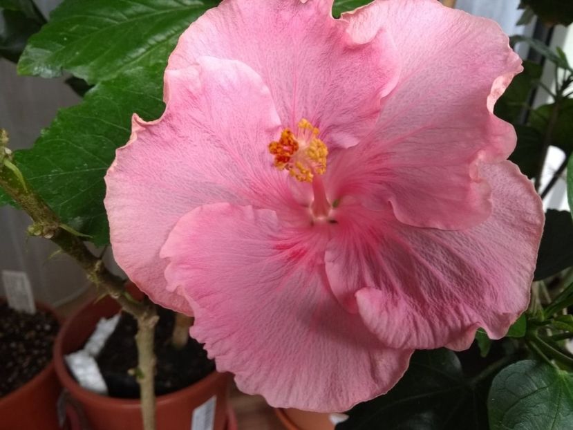  - Tahitian Raspberry Star