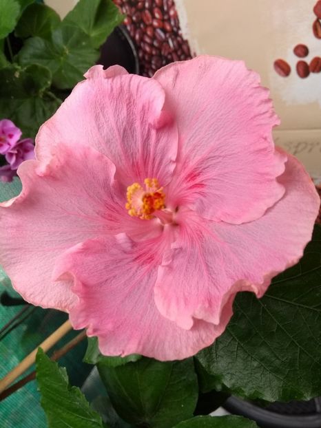  - Tahitian Raspberry Star