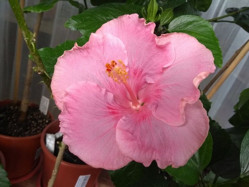  - Tahitian Raspberry Star