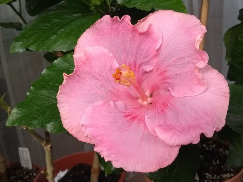  - Tahitian Raspberry Star