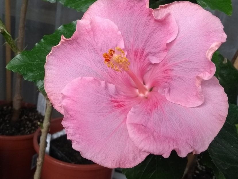  - Tahitian Raspberry Star